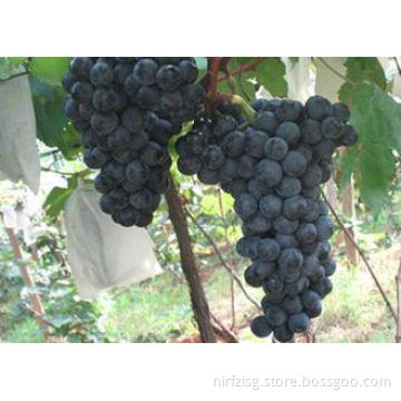 Summer Mature Fresh Red Grapes18 - 22mm , Black Seedless Gr